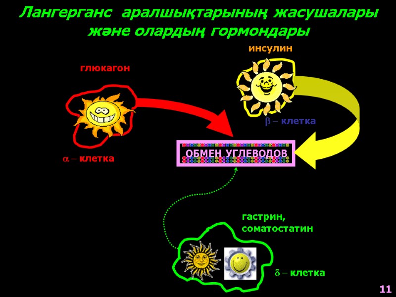 ОБМЕН УГЛЕВОДОВ глюкагон a - клетка Лангерганс  аралшықтарының жасушалары және олардың гормондары инсулин